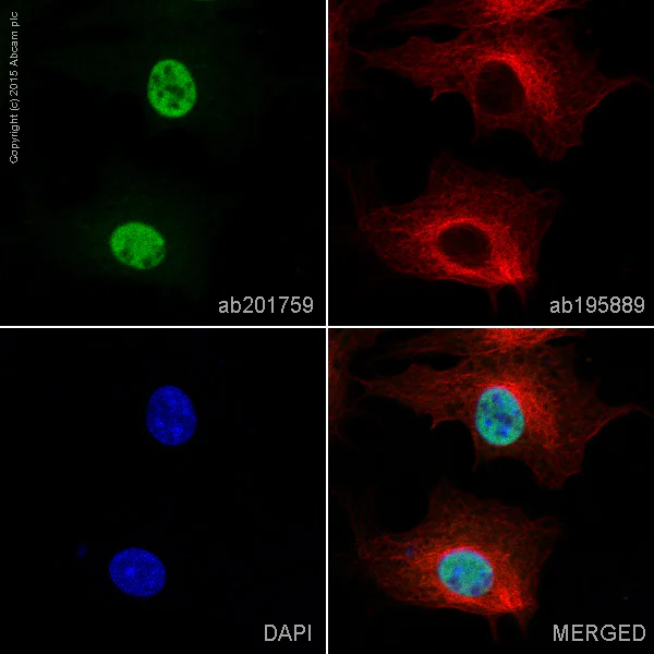 Immunocytochemistry/ Immunofluorescence - Alexa Fluor® 488 Anti-MSK1 (phospho S376) antibody [E375] (AB201759)