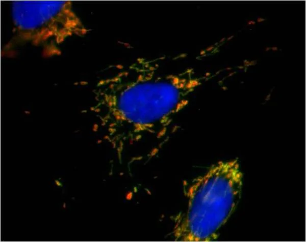 Immunocytochemistry/ Immunofluorescence - Alexa Fluor® 488 Anti-MTCO1 antibody [1D6E1A8] (AB154477)