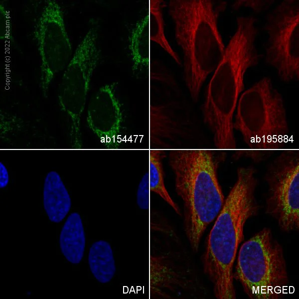 Immunocytochemistry/ Immunofluorescence - Alexa Fluor® 488 Anti-MTCO1 antibody [1D6E1A8] (AB154477)