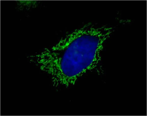 Immunocytochemistry/ Immunofluorescence - Alexa Fluor® 488 Anti-MTCO1 antibody [1D6E1A8] (AB154477)