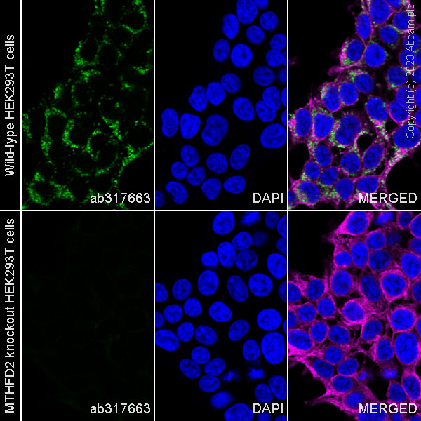 Immunocytochemistry/ Immunofluorescence - Alexa Fluor® 488 Anti-MTHFD2 antibody [EPR26938-20] (AB317663), expandable thumbnail