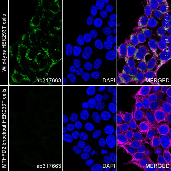 Immunocytochemistry/ Immunofluorescence - Alexa Fluor® 488 Anti-MTHFD2 antibody [EPR26938-20] (AB317663)