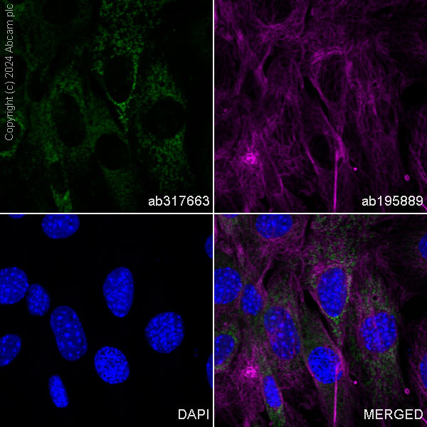 Immunocytochemistry/ Immunofluorescence - Alexa Fluor® 488 Anti-MTHFD2 antibody [EPR26938-20] (AB317663), expandable thumbnail