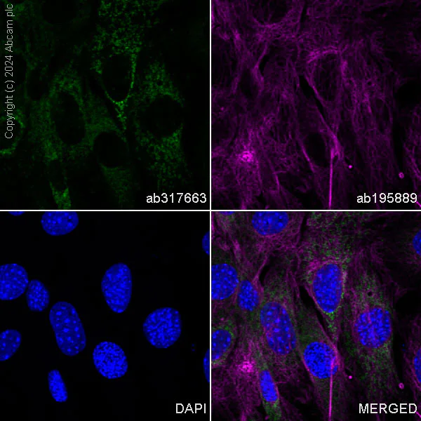 Immunocytochemistry/ Immunofluorescence - Alexa Fluor® 488 Anti-MTHFD2 antibody [EPR26938-20] (AB317663)