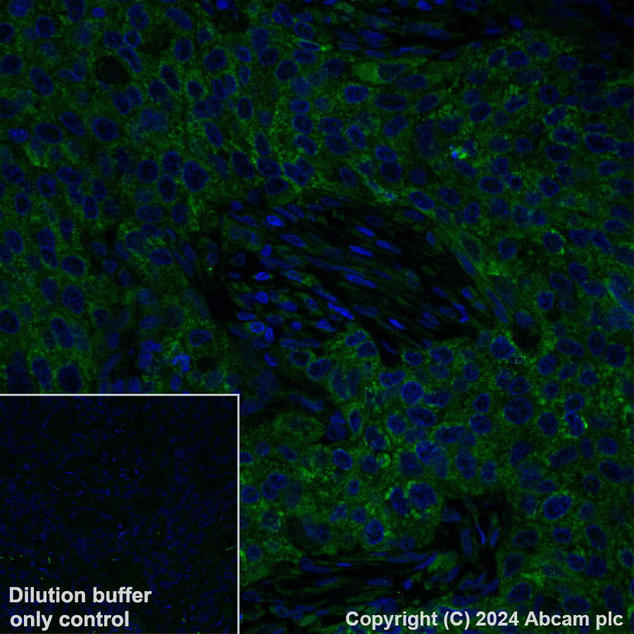 Immunohistochemistry (Formalin/PFA-fixed paraffin-embedded sections) - Alexa Fluor® 488 Anti-MTHFD2 antibody [EPR26938-20] (AB317663), expandable thumbnail