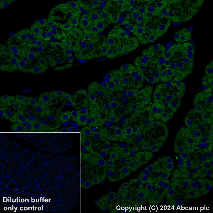 Immunohistochemistry (Formalin/PFA-fixed paraffin-embedded sections) - Alexa Fluor® 488 Anti-MTHFD2 antibody [EPR26938-20] (AB317663), expandable thumbnail