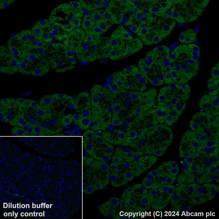 Immunohistochemistry (Formalin/PFA-fixed paraffin-embedded sections) - Alexa Fluor® 488 Anti-MTHFD2 antibody [EPR26938-20] (AB317663)
