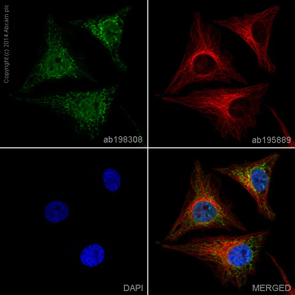 Immunocytochemistry/ Immunofluorescence - Alexa Fluor® 488 Anti-mtTFA antibody [18G102B2E11] - Mitochondrial Marker (AB198308)