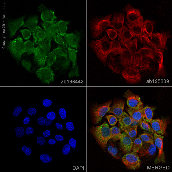 Immunocytochemistry/ Immunofluorescence - Alexa Fluor® 488 Anti-MUC1 antibody [EPR1023] (AB196443), expandable thumbnail