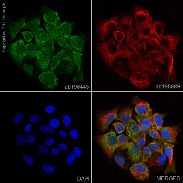Immunocytochemistry/ Immunofluorescence - Alexa Fluor® 488 Anti-MUC1 antibody [EPR1023] (AB196443)