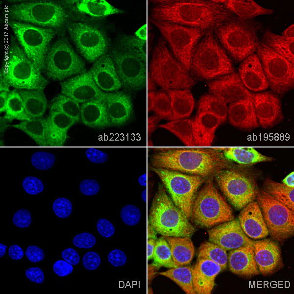 Immunocytochemistry/ Immunofluorescence - Alexa Fluor® 488 Anti-MUC1 antibody [HMFG1 (aka 1.10.F3)] (AB223133)