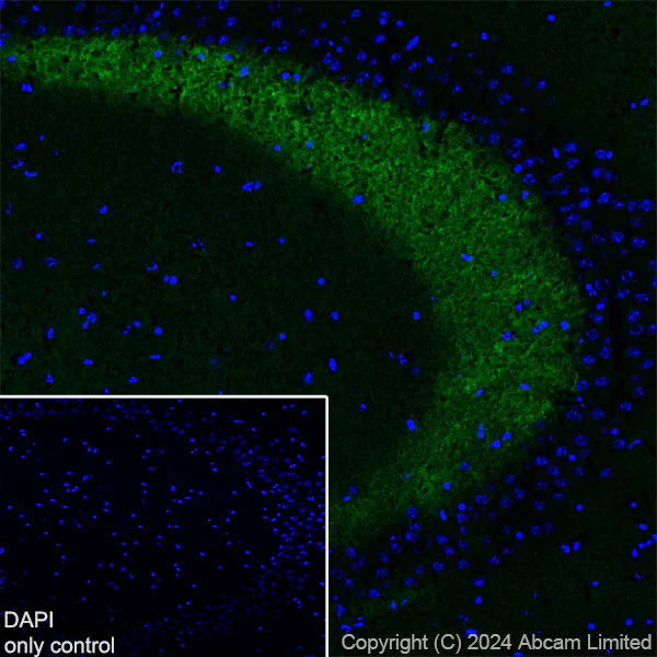 Immunohistochemistry (Frozen sections) - Alexa Fluor® 488 Anti-Munc18-1 antibody [EPR27956-86] (AB323261)
