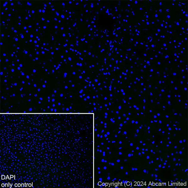 Immunohistochemistry (Frozen sections) - Alexa Fluor® 488 Anti-Munc18-1 antibody [EPR27956-86] (AB323261)