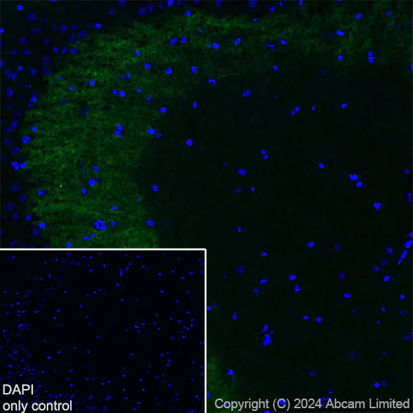 Immunohistochemistry (Frozen sections) - Alexa Fluor® 488 Anti-Munc18-1 antibody [EPR27956-86] (AB323261)
