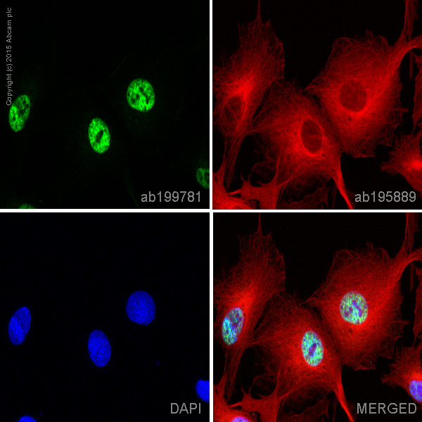 Immunocytochemistry/ Immunofluorescence - Alexa Fluor® 488 Anti-Musashi 1 / Msi1 antibody [EP1302] (AB199781), expandable thumbnail
