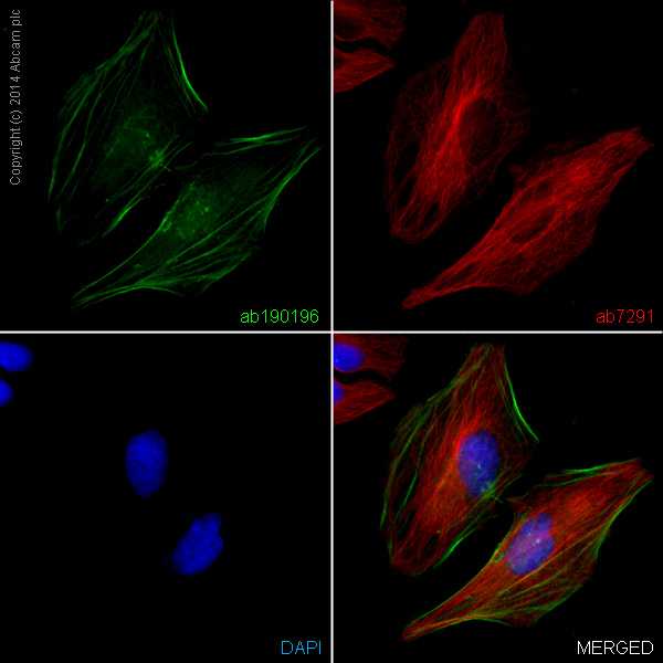 Immunocytochemistry/ Immunofluorescence - Alexa Fluor® 488 Anti-muscle Actin antibody [EPR8484] - Cytoskeleton Marker (AB190196), expandable thumbnail