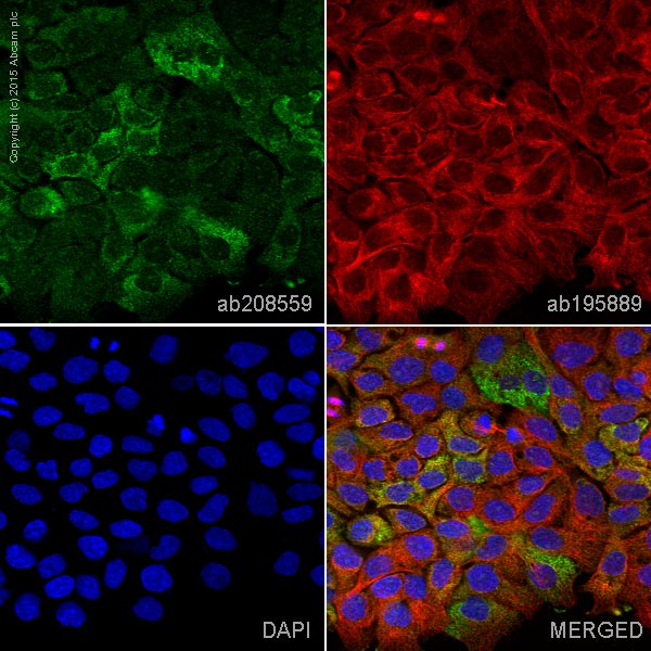 Immunocytochemistry/ Immunofluorescence - Alexa Fluor® 488 Anti-MVP antibody [EPR13227(B)] (AB208559), expandable thumbnail