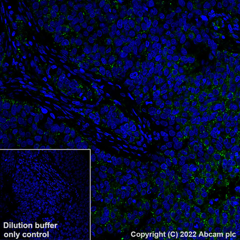 Immunohistochemistry (Formalin/PFA-fixed paraffin-embedded sections) - Alexa Fluor® 488 Anti-MX1 antibody [EPR24485-19] (AB307388)