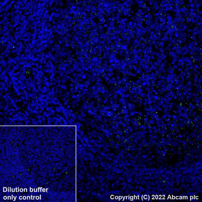 Immunohistochemistry (Formalin/PFA-fixed paraffin-embedded sections) - Alexa Fluor® 488 Anti-MX1 antibody [EPR24485-19] (AB307388)