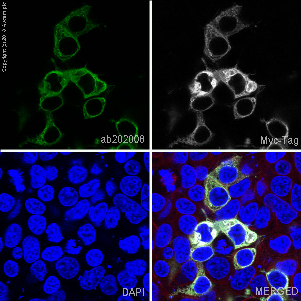 Immunocytochemistry/ Immunofluorescence - Alexa Fluor® 488 Anti-Myc tag antibody [9E10] (AB202008), expandable thumbnail