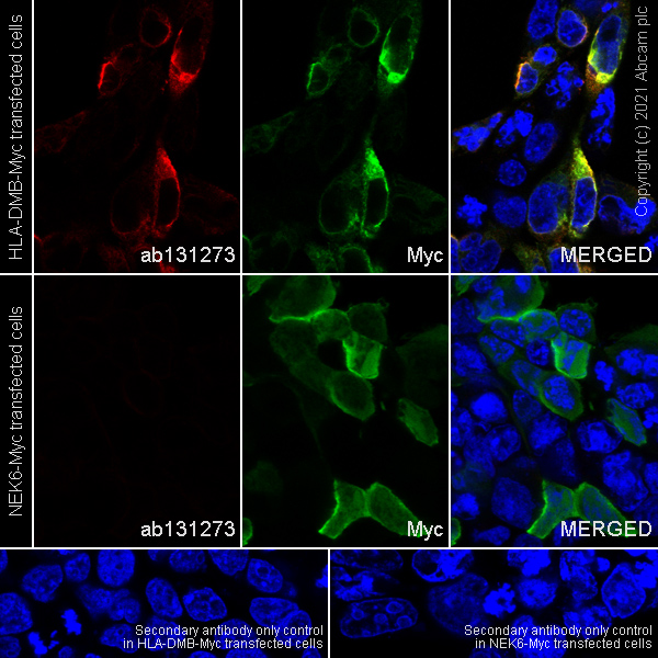 Immunocytochemistry/ Immunofluorescence - Alexa Fluor® 488 Anti-Myc tag antibody [9E10] (AB202008), expandable thumbnail