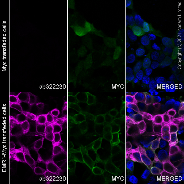 Immunocytochemistry/ Immunofluorescence - Alexa Fluor® 488 Anti-Myc tag antibody [9E10] (AB202008), expandable thumbnail