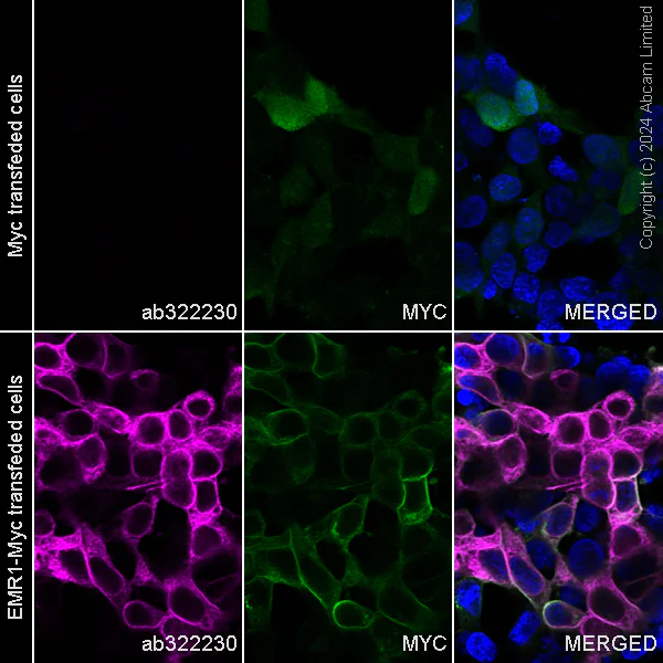 Alexa Fluor® 488 conjugated Anti-Myc tag antibody [9E10] (ab202008