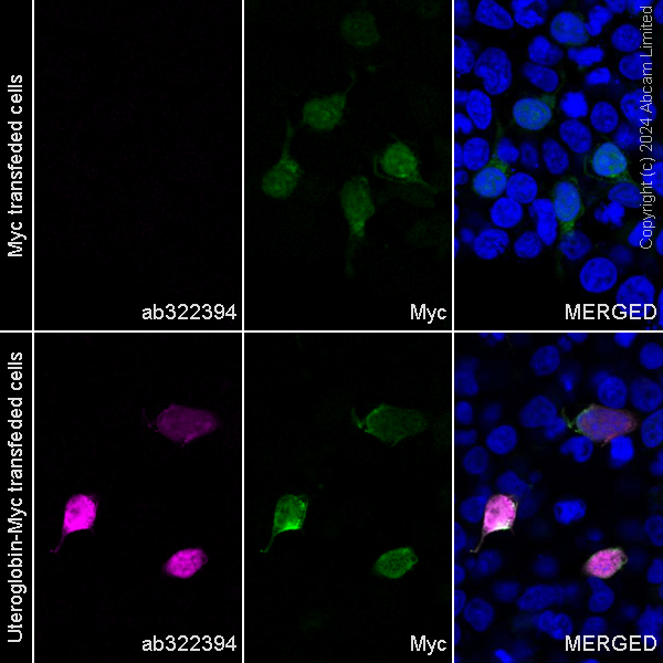 Immunocytochemistry/ Immunofluorescence - Alexa Fluor® 488 Anti-Myc tag antibody [9E10] (AB202008), expandable thumbnail