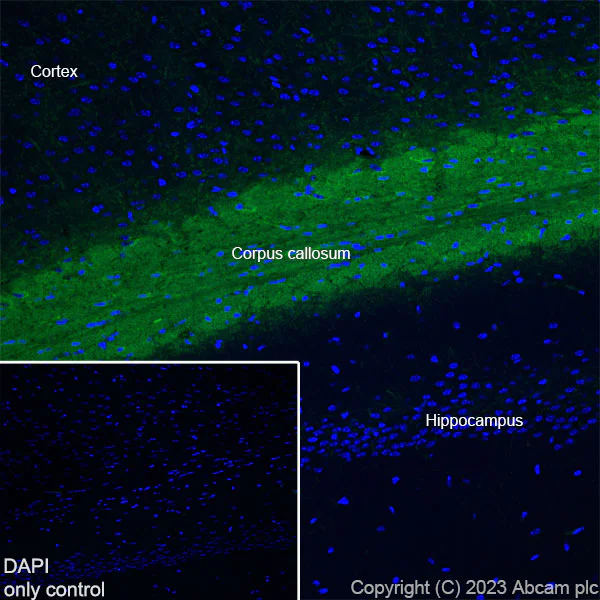 Immunohistochemistry (Frozen sections) - Alexa Fluor® 488 Anti-Myelin Basic Protein antibody [EPR21188] (AB314162)