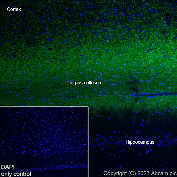 Immunohistochemistry (Frozen sections) - Alexa Fluor® 488 Anti-Myelin Basic Protein antibody [EPR21188] (AB314162)