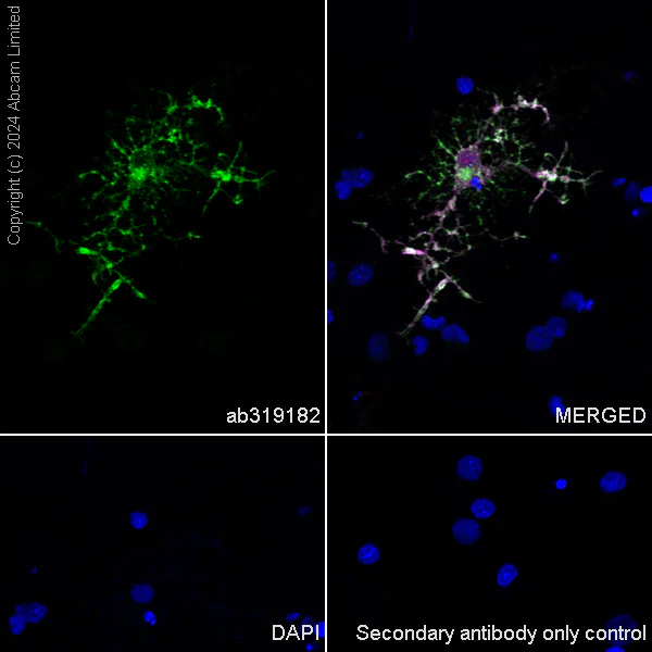 Immunocytochemistry/ Immunofluorescence - Alexa Fluor® 488 Anti-Myelin PLP antibody [EPR23504-106] (AB319182)