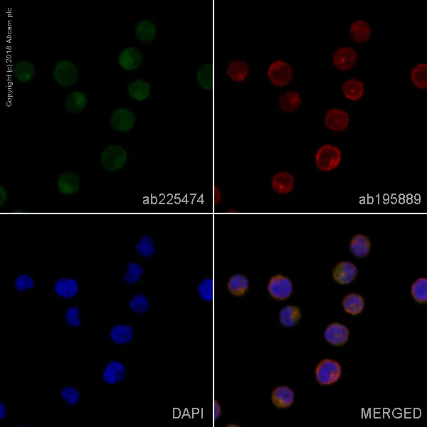 Immunocytochemistry/ Immunofluorescence - Alexa Fluor® 488 Anti-Myeloperoxidase antibody [EPR20257] (AB225474)