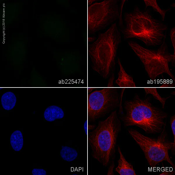 Immunocytochemistry/ Immunofluorescence - Alexa Fluor® 488 Anti-Myeloperoxidase antibody [EPR20257] (AB225474)