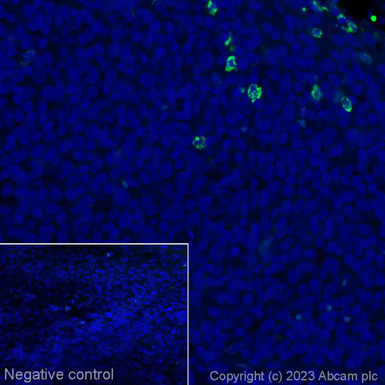 Immunohistochemistry (Formalin/PFA-fixed paraffin-embedded sections) - Alexa Fluor® 488 Anti-Myeloperoxidase antibody [SP72] (AB314281)