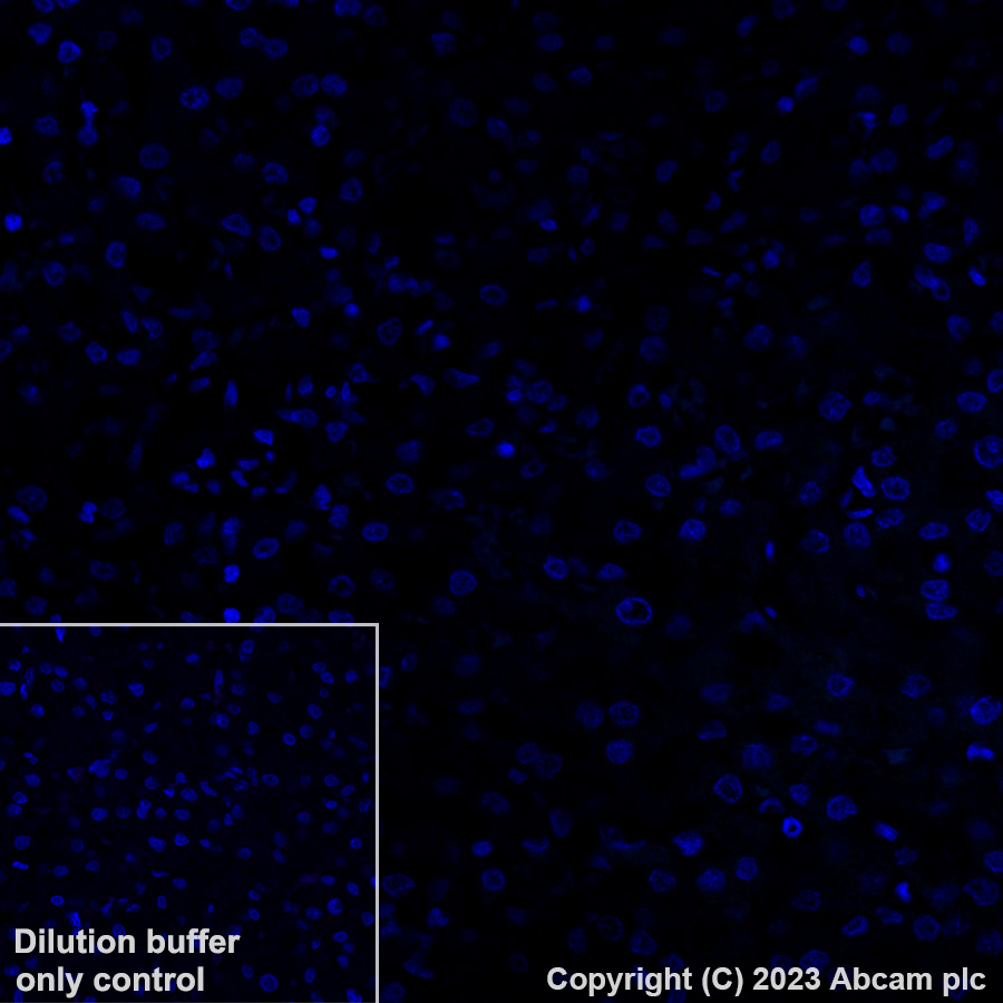 Alexa Fluor® 488 Anti-Myosin heavy chain antibody [A4.1025