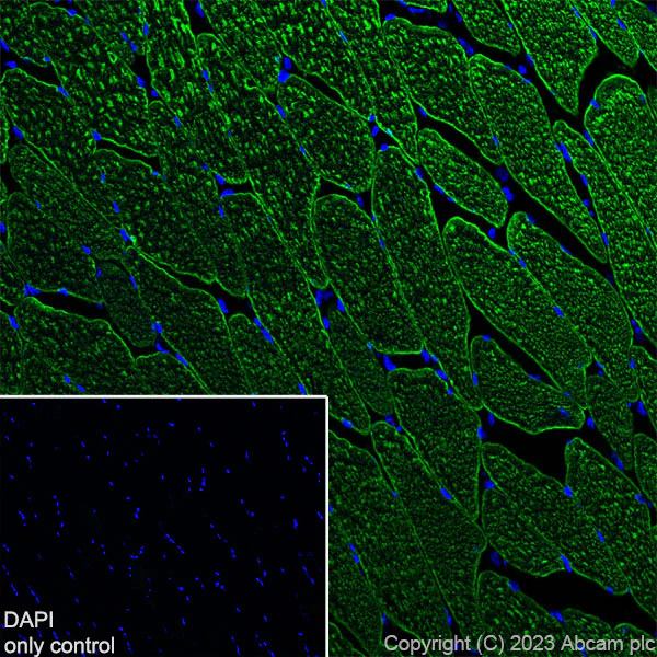 Immunohistochemistry (Frozen sections) - Alexa Fluor® 488 Anti-Myosin heavy chain antibody [A4.1025] (AB315962)