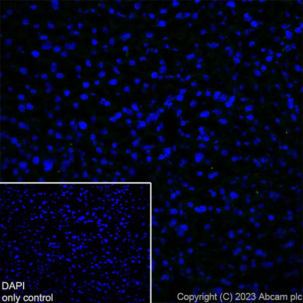Immunohistochemistry (Frozen sections) - Alexa Fluor® 488 Anti-Myosin heavy chain antibody [A4.1025] (AB315962)