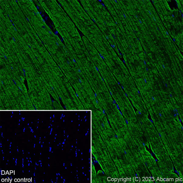 Immunohistochemistry (Frozen sections) - Alexa Fluor® 488 Anti-Myosin heavy chain antibody [A4.1025] (AB315962)