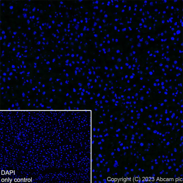 Immunohistochemistry (Frozen sections) - Alexa Fluor® 488 Anti-Myosin heavy chain antibody [A4.1025] (AB315962)