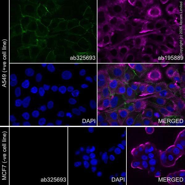 Immunocytochemistry/ Immunofluorescence - Alexa Fluor® 488 Anti-N Cadherin antibody [EPR29626-10] (AB325693)