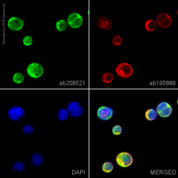 Immunocytochemistry/ Immunofluorescence - Alexa Fluor® 488 Anti-N WASP antibody [EPR6959] (AB208521)