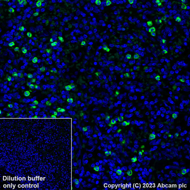 Immunohistochemistry (Formalin/PFA-fixed paraffin-embedded sections) - Alexa Fluor® 488 Anti-NALP12/NLRP12 antibody [EPR26985-39] (AB315956)
