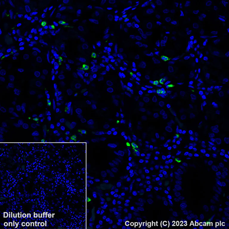 Immunohistochemistry (Formalin/PFA-fixed paraffin-embedded sections) - Alexa Fluor® 488 Anti-NALP12/NLRP12 antibody [EPR26985-39] (AB315956)