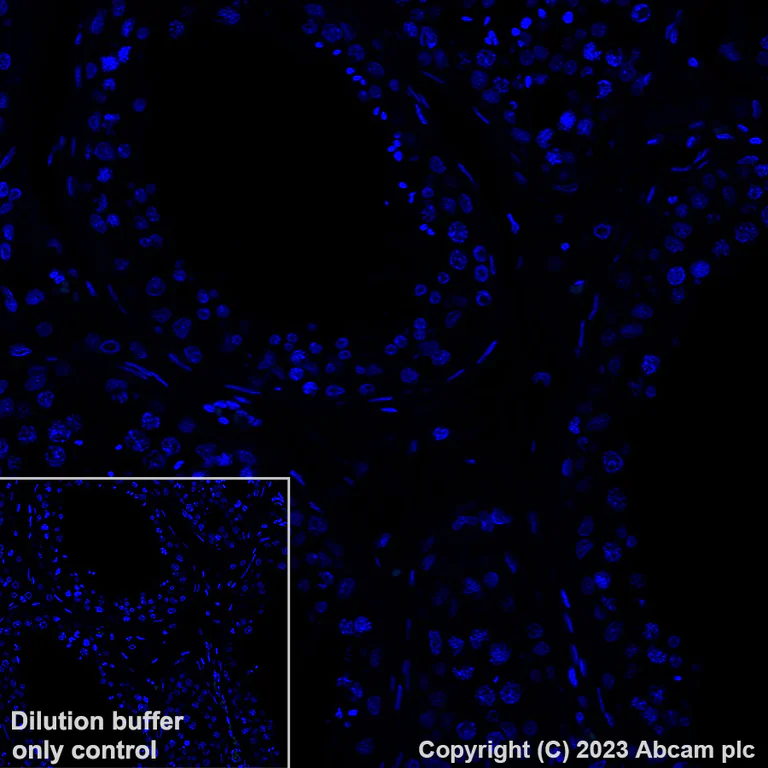 Immunohistochemistry (Formalin/PFA-fixed paraffin-embedded sections) - Alexa Fluor® 488 Anti-NALP12/NLRP12 antibody [EPR26985-39] (AB315956)