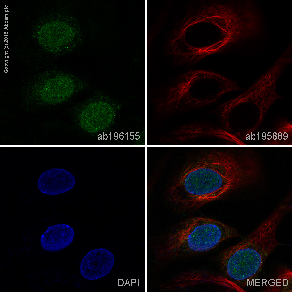 Immunocytochemistry/ Immunofluorescence - Alexa Fluor® 488 Anti-Nanog antibody [EPR2027(2)] (AB196155), expandable thumbnail