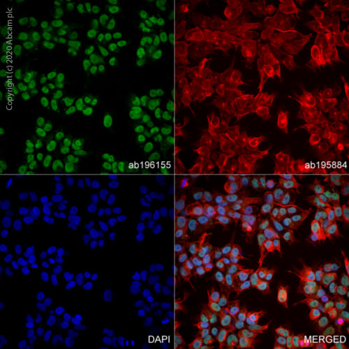 Immunocytochemistry/ Immunofluorescence - Alexa Fluor® 488 Anti-Nanog antibody [EPR2027(2)] (AB196155), expandable thumbnail