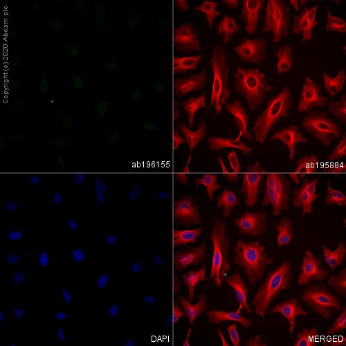 Immunocytochemistry/ Immunofluorescence - Alexa Fluor® 488 Anti-Nanog antibody [EPR2027(2)] (AB196155), expandable thumbnail