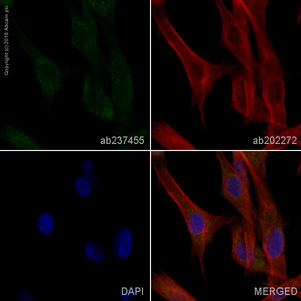 Immunocytochemistry/ Immunofluorescence - Alexa Fluor® 488 Anti-NCAM1 antibody [EP2567Y] (AB237455)