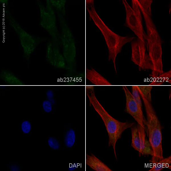 Immunocytochemistry/ Immunofluorescence - Alexa Fluor® 488 Anti-NCAM1 antibody [EP2567Y] (AB237455)