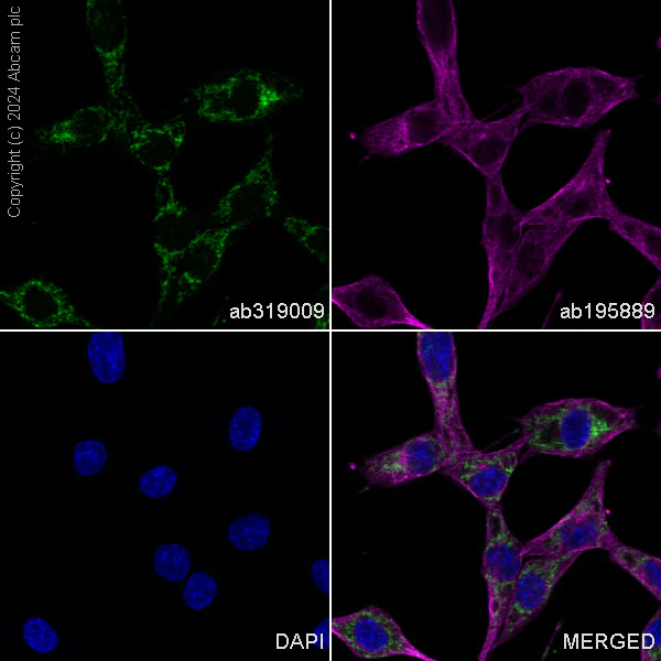Immunocytochemistry/ Immunofluorescence - Alexa Fluor® 488 Anti-NDUFB8 antibody [EPR15961] (AB319009)